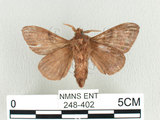 中文名:大斑ㄚ枯葉蛾(248-402)學名:Metanastria hyrtaca (Cramer, 1779)(248-402)中文別名:大斑ㄚ毛蟲