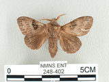 中文名:大斑ㄚ枯葉蛾(248-402)學名:Metanastria hyrtaca (Cramer, 1779)(248-402)中文別名:大斑ㄚ毛蟲