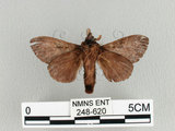 中文名:大斑ㄚ枯葉蛾(248-620)學名:Metanastria hyrtaca (Cramer, 1779)(248-620)中文別名:大斑ㄚ毛蟲