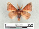 學名:Odonestis formosae Wileman, 1910(1282-469)中文別名:台灣蘋毛蟲