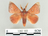 學名:Odonestis formosae Wileman, 1910(1282-469)中文別名:台灣蘋毛蟲