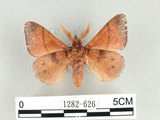 學名:Odonestis formosae Wileman, 1910(1282-626)中文別名:台灣蘋毛蟲