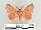 學名:Odonestis formosae Wileman, 1910(1282-626)中文別名:台灣蘋毛蟲