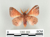 學名:Odonestis formosae Wileman, 1910(1282-866)中文別名:台灣蘋毛蟲