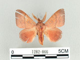 學名:Odonestis formosae Wileman, 1910(1282-866)中文別名:台灣蘋毛蟲