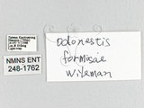 ǦW:Odonestis formosae Wileman, 1910(248-1762)