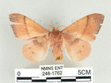 學名:Odonestis formosae Wileman, 1910(248-1762)中文別名:台灣蘋毛蟲