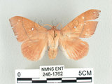 學名:Odonestis formosae Wileman, 1910(248-1762)中文別名:台灣蘋毛蟲