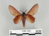 中文名:台灣枯葉蛾(1282-605)學名:Paradoxopla sinuata taiwana (Wileman, 1915)(1282-605)中文別名:後鋸枯葉蛾