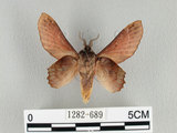 中文名:台灣枯葉蛾(1282-689)學名:Paradoxopla sinuata taiwana (Wileman, 1915)(1282-689)中文別名:後鋸枯葉蛾