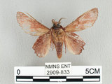 中文名:台灣枯葉蛾(2909-833)學名:Paradoxopla sinuata taiwana (Wileman, 1915)(2909-833)中文別名:後鋸枯葉蛾