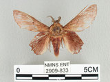 中文名:台灣枯葉蛾(2909-833)學名:Paradoxopla sinuata taiwana (Wileman, 1915)(2909-833)中文別名:後鋸枯葉蛾