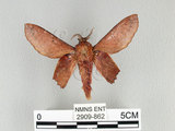 中文名:台灣枯葉蛾(2909-862)學名:Paradoxopla sinuata taiwana (Wileman, 1915)(2909-862)中文別名:後鋸枯葉蛾