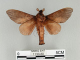 中文名:櫟毛蟲(1130-80)學名:Paralebeda plagifera (Walker, 1855)(1130-80)中文別名:大褐斑枯葉蛾