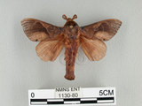 中文名:櫟毛蟲(1130-80)學名:Paralebeda plagifera (Walker, 1855)(1130-80)中文別名:大褐斑枯葉蛾
