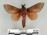 中文名:櫟毛蟲(1130-97)學名:Paralebeda plagifera (Walker, 1855)(1130-97)中文別名:大褐斑枯葉蛾