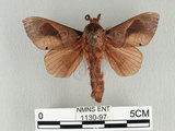 中文名:櫟毛蟲(1130-97)學名:Paralebeda plagifera (Walker, 1855)(1130-97)中文別名:大褐斑枯葉蛾