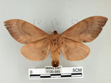 中文名:櫟毛蟲(1130-989)學名:Paralebeda plagifera (Walker, 1855)(1130-989)中文別名:大褐斑枯葉蛾