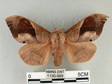 中文名:櫟毛蟲(1130-989)學名:Paralebeda plagifera (Walker, 1855)(1130-989)中文別名:大褐斑枯葉蛾