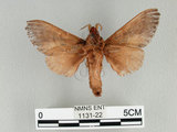 中文名:櫟毛蟲(1131-22)學名:Paralebeda plagifera (Walker, 1855)(1131-22)中文別名:大褐斑枯葉蛾