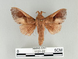 中文名:櫟毛蟲(1131-22)學名:Paralebeda plagifera (Walker, 1855)(1131-22)中文別名:大褐斑枯葉蛾