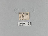 中文名:櫟毛蟲(1282-177)