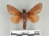 中文名:櫟毛蟲(1282-177)學名:Paralebeda plagifera (Walker, 1855)(1282-177)中文別名:大褐斑枯葉蛾