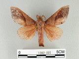 中文名:櫟毛蟲(1282-201)學名:Paralebeda plagifera (Walker, 1855)(1282-201)中文別名:大褐斑枯葉蛾