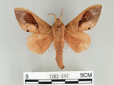 中文名:櫟毛蟲(1282-243)學名:Paralebeda plagifera (Walker, 1855)(1282-243)中文別名:大褐斑枯葉蛾