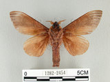 中文名:櫟毛蟲(1282-2454)學名:Paralebeda plagifera (Walker, 1855)(1282-2454)中文別名:大褐斑枯葉蛾