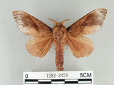 中文名:櫟毛蟲(1282-2454)學名:Paralebeda plagifera (Walker, 1855)(1282-2454)中文別名:大褐斑枯葉蛾