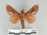 中文名:櫟毛蟲(1282-374)學名:Paralebeda plagifera (Walker, 1855)(1282-374)中文別名:大褐斑枯葉蛾