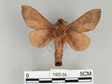 中文名:櫟毛蟲(1425-58)學名:Paralebeda plagifera (Walker, 1855)(1425-58)中文別名:大褐斑枯葉蛾