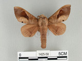 中文名:櫟毛蟲(1425-58)學名:Paralebeda plagifera (Walker, 1855)(1425-58)中文別名:大褐斑枯葉蛾