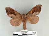 中文名:櫟毛蟲(1426-334)學名:Paralebeda plagifera (Walker, 1855)(1426-334)中文別名:大褐斑枯葉蛾
