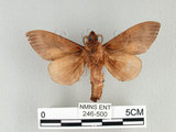 中文名:櫟毛蟲(246-500)學名:Paralebeda plagifera (Walker, 1855)(246-500)中文別名:大褐斑枯葉蛾