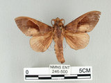 中文名:櫟毛蟲(246-500)學名:Paralebeda plagifera (Walker, 1855)(246-500)中文別名:大褐斑枯葉蛾