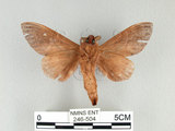 中文名:櫟毛蟲(246-504)學名:Paralebeda plagifera (Walker, 1855)(246-504)中文別名:大褐斑枯葉蛾