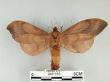 中文名:櫟毛蟲(247-310)學名:Paralebeda plagifera (Walker, 1855)(247-310)中文別名:大褐斑枯葉蛾