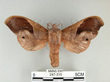 中文名:櫟毛蟲(247-310)學名:Paralebeda plagifera (Walker, 1855)(247-310)中文別名:大褐斑枯葉蛾
