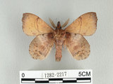 中文名:弦月枯葉蛾(1282-2217)學名:Radhica flavovittata taiwanensis (Matsumura, 1932)(1282-2217)