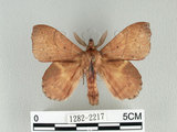 中文名:弦月枯葉蛾(1282-2217)學名:Radhica flavovittata taiwanensis (Matsumura, 1932)(1282-2217)