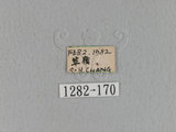 中文名:青黃枯葉蛾(1282-170...