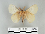 中文名:青黃枯葉蛾(2112-38)學名:Trabala vishnou guttata (Matsumura, 1909)(2112-38)中文別名:綠黃色毛蟲