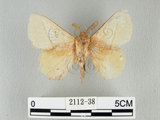 中文名:青黃枯葉蛾(2112-38)學名:Trabala vishnou guttata (Matsumura, 1909)(2112-38)中文別名:綠黃色毛蟲