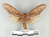 中文名:高椋垠舟蛾(1191-6)學名:Acmeshachia gigantea (Elwes, 1890)(1191-6)中文別名:話筒舟蛾