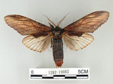 中文名:高椋垠舟蛾(1282-19082)學名:Acmeshachia gigantea (Elwes, 1890)(1282-19082)中文別名:話筒舟蛾