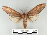中文名:高椋垠舟蛾(1282-19115)學名:Acmeshachia gigantea (Elwes, 1890)(1282-19115)中文別名:話筒舟蛾