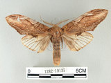 中文名:高椋垠舟蛾(1282-19135)學名:Acmeshachia gigantea (Elwes, 1890)(1282-19135)中文別名:話筒舟蛾