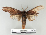 中文名:高椋垠舟蛾(2505-512)學名:Acmeshachia gigantea (Elwes, 1890)(2505-512)中文別名:話筒舟蛾
